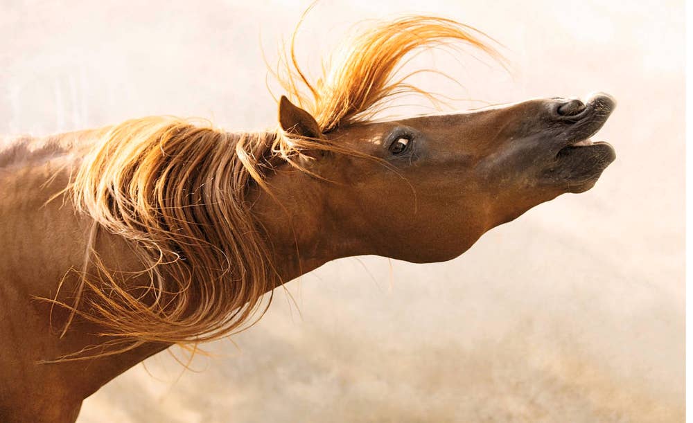 World's Most Beautiful Horses (HC)