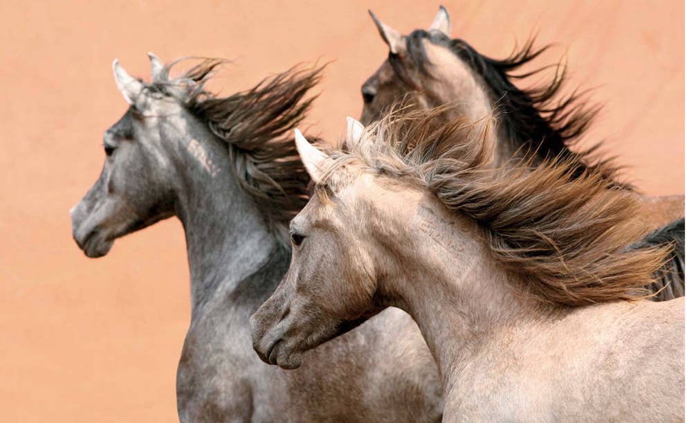 World's Most Beautiful Horses (HC)
