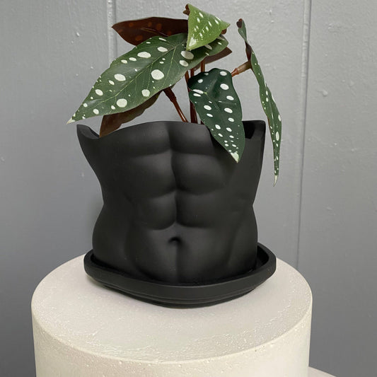 SIXPOT - Men Body Pot | Concrete Man Torso | Men Planter