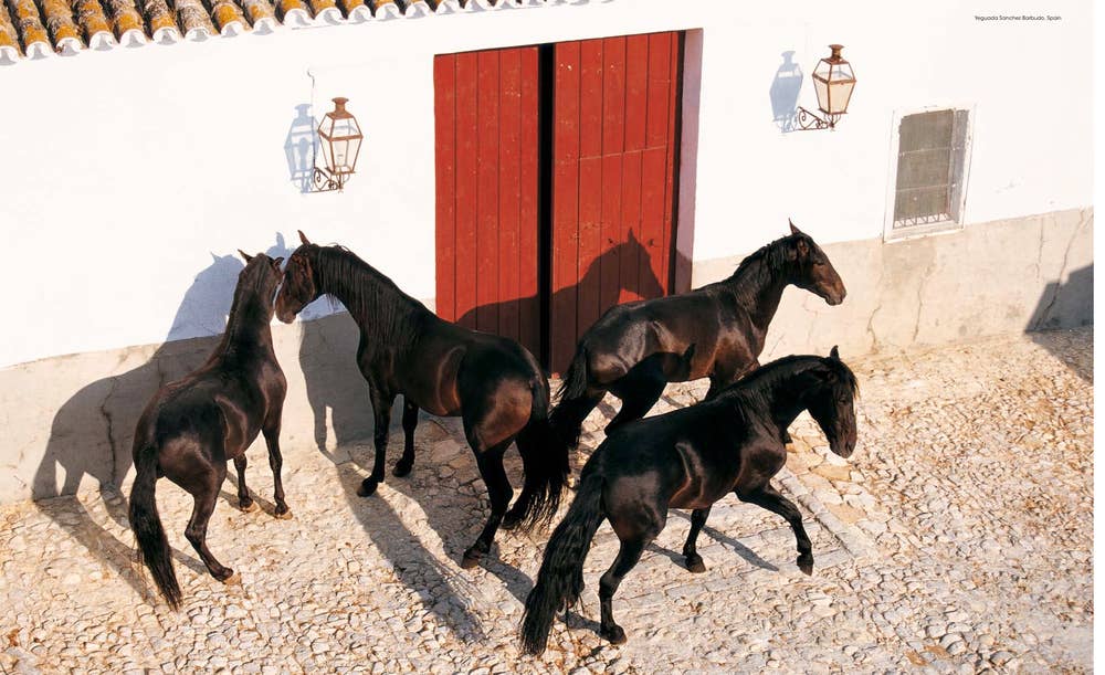 World's Most Beautiful Horses (HC)