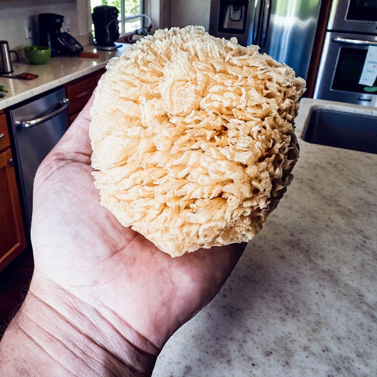 Dead Sea Sponge, All Natural Body Wash Loofah